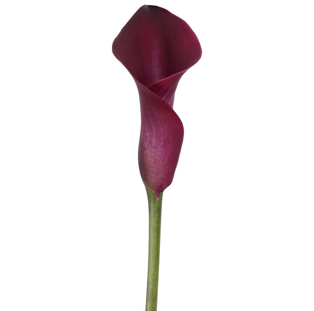 esmeralda-farms-calla-lily-cranberry-top