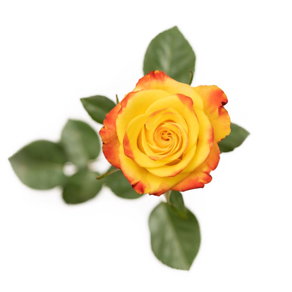 esmeralda-high-and-yellow-magic-rose