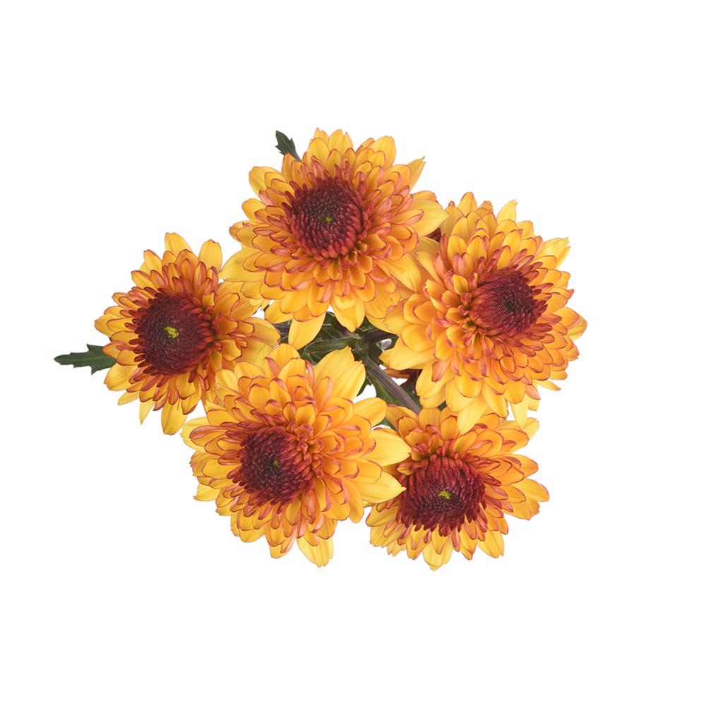 esmeralda-farms-pompon-leoness-5