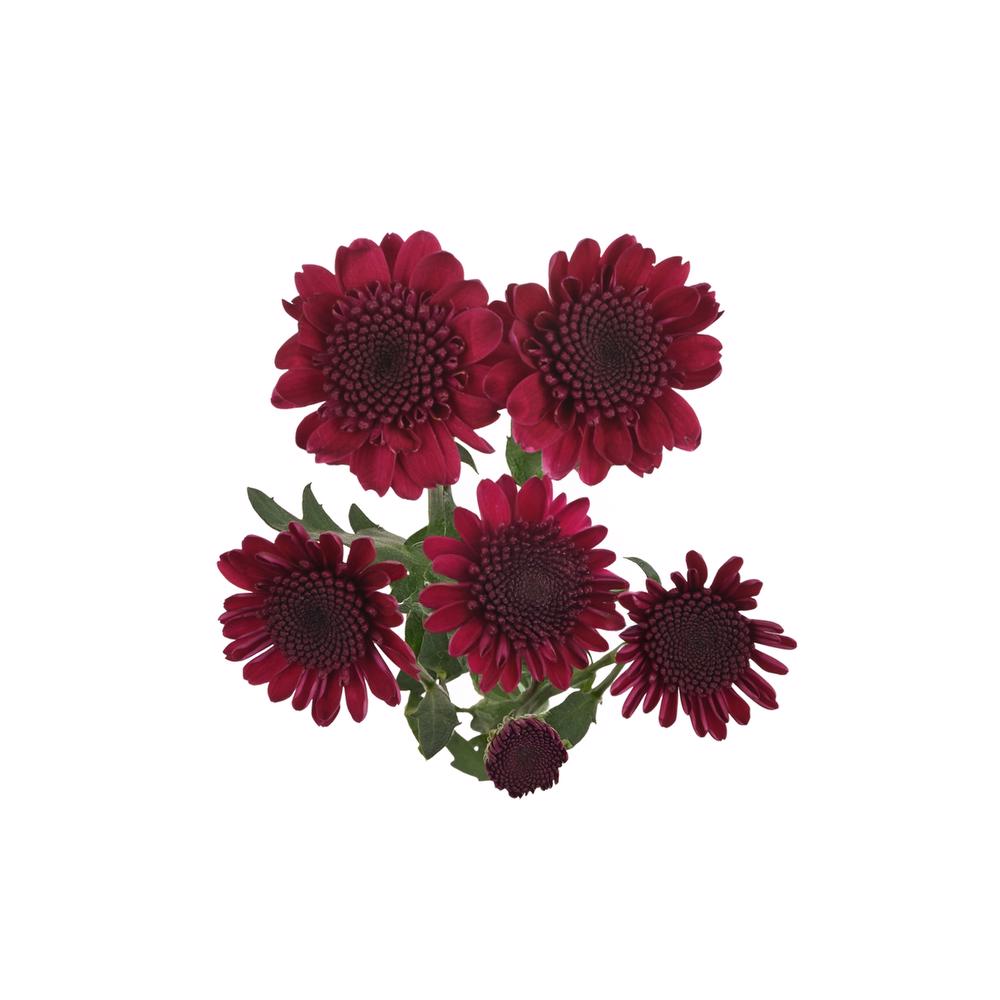 esmeralda-farms-pompon-novelty-aipom-5