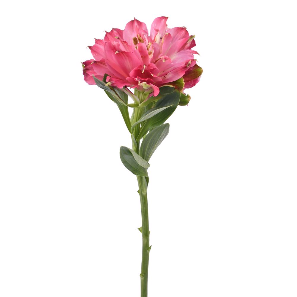esmeralda-farms-alstroemeria-fashionista-sofiena-hot pink-4