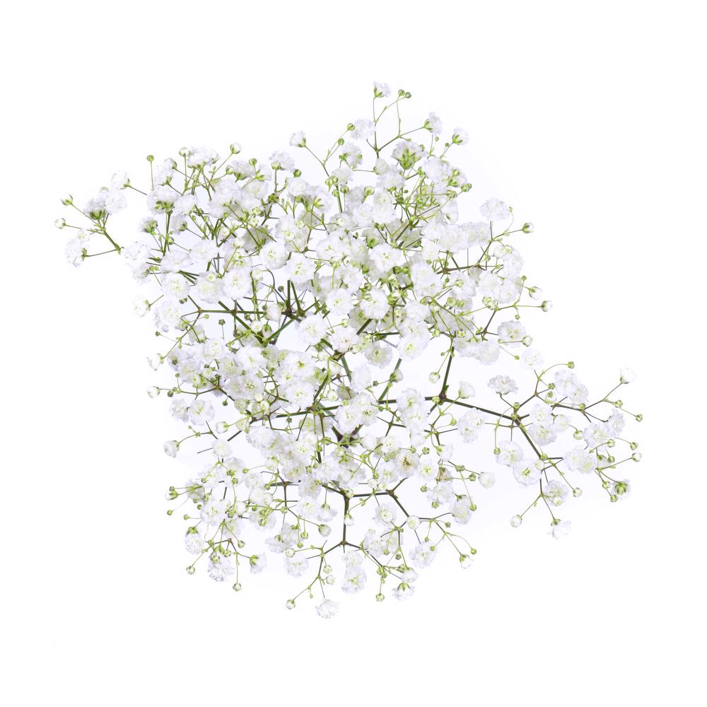 esmeralda-gypsophila-xlence