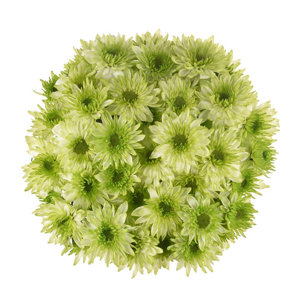 esmeralda-farms-pompon-novelty-lemonpie-3