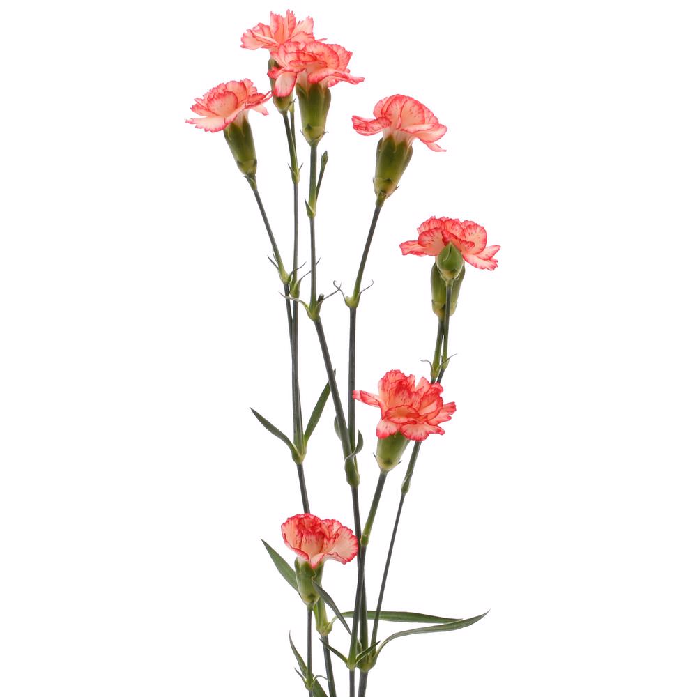 esmeralda-farms-mini-carnation-orange-3