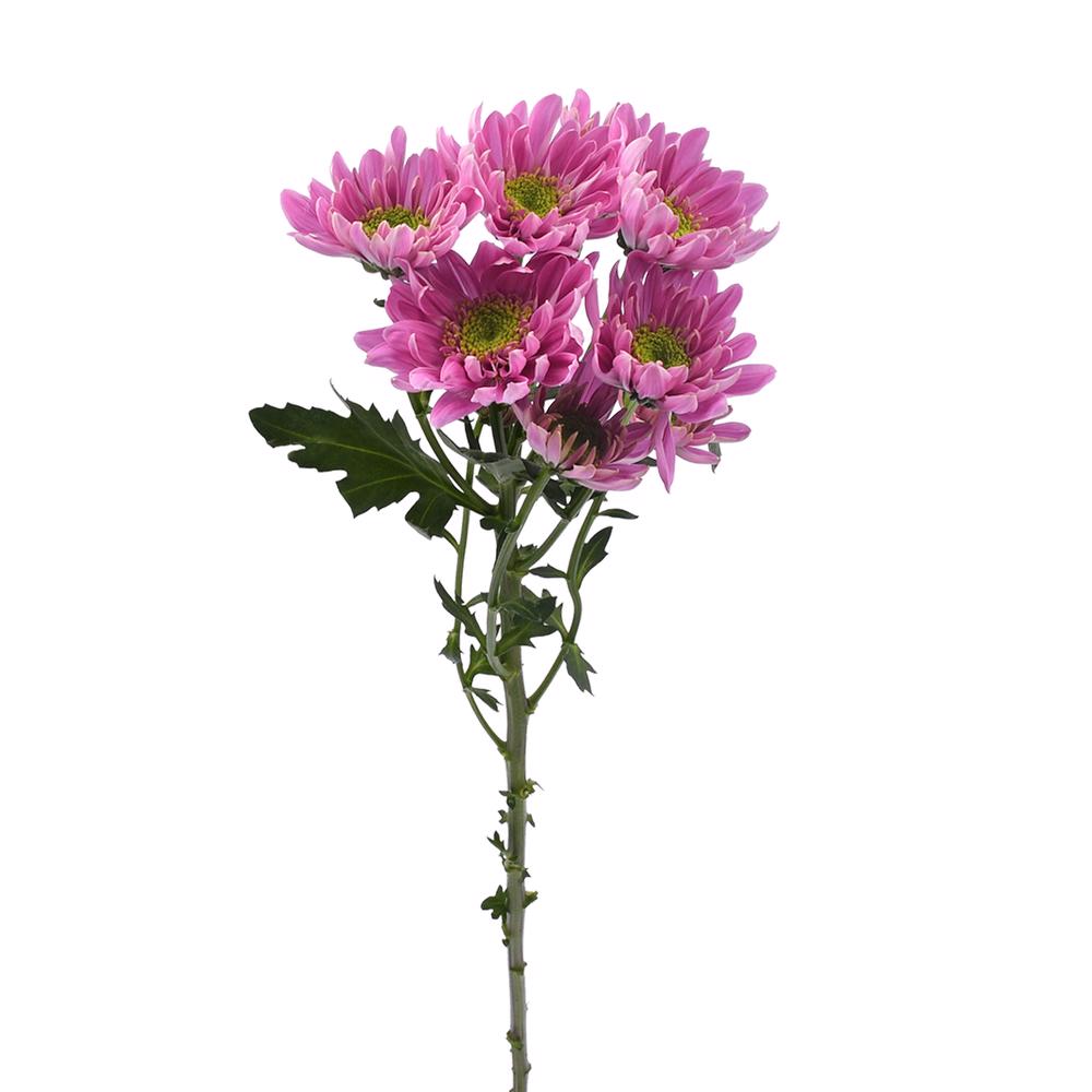 esmeralda-farms-pompon-novelty-bologna-4