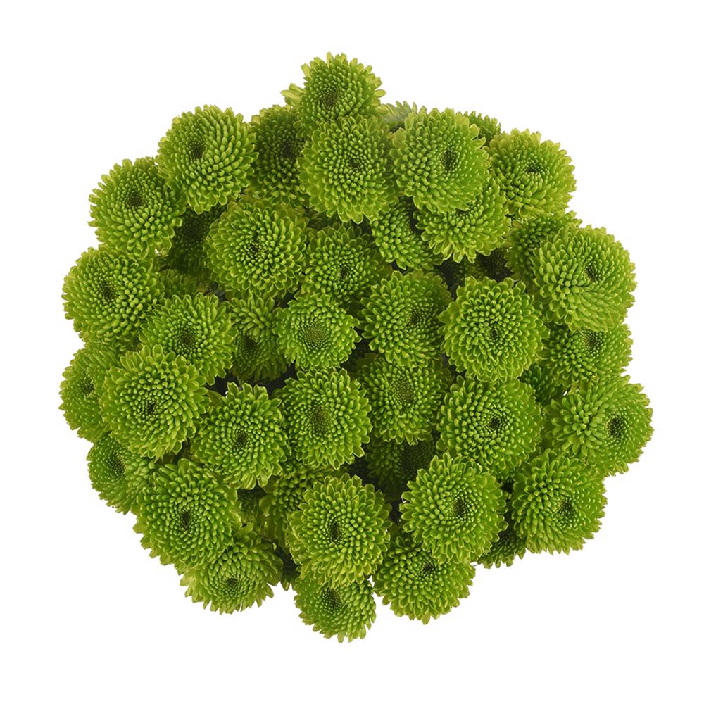 esmeralda-farms-pompon-button-peptalk-3