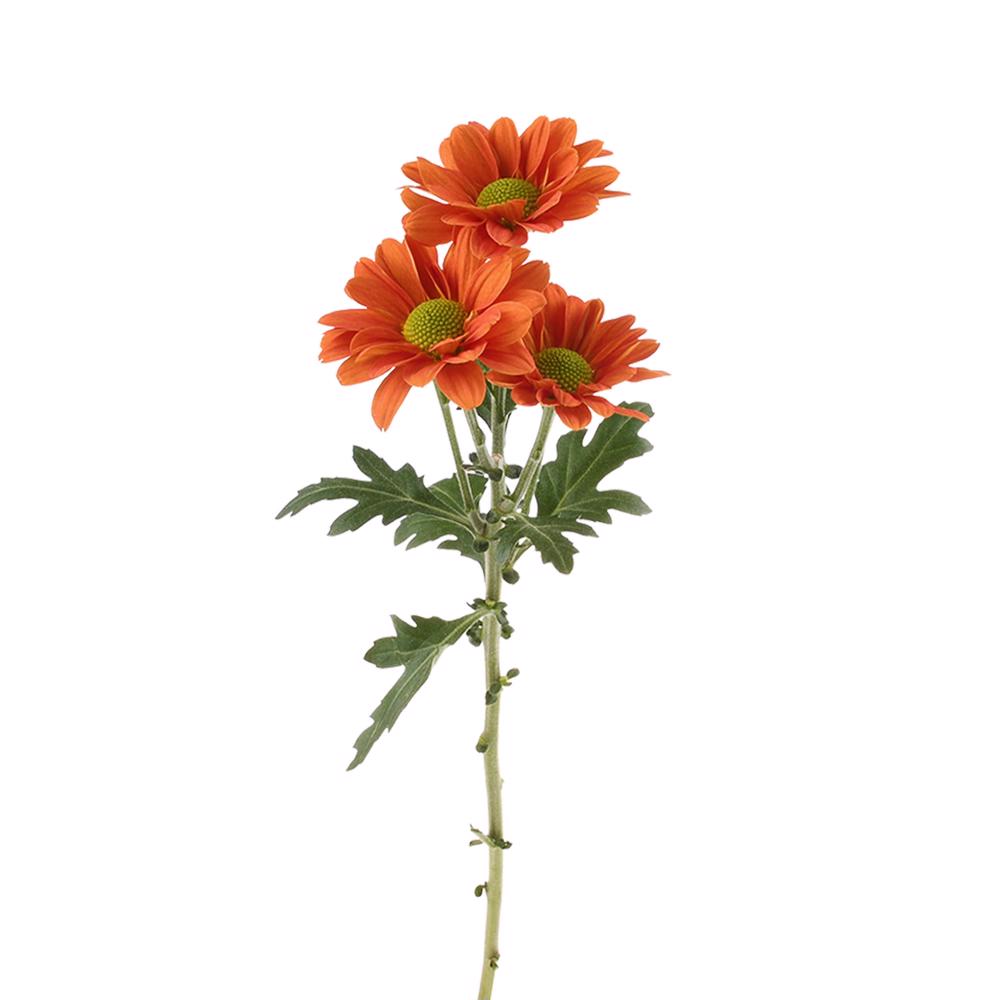 esmeralda-farms-pompon-daisy-terrific-4