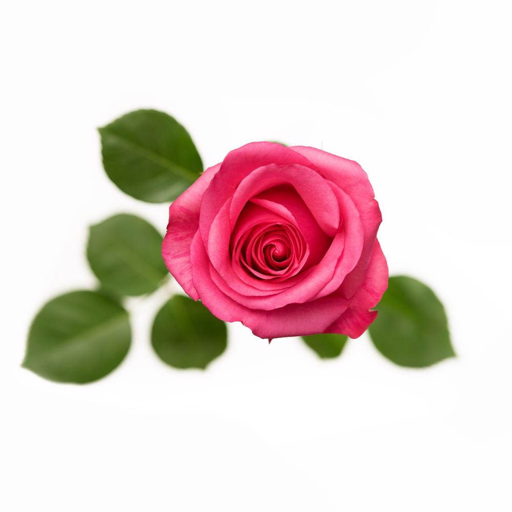 esmeralda-stiletto-rose