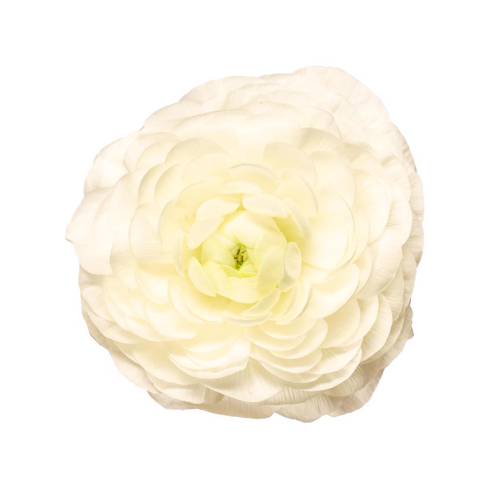esmeralda-ranunculus-bianco-white