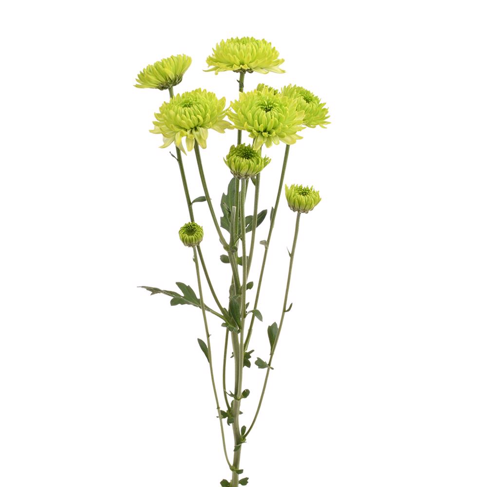 esmeralda-farms-pompon-novelty-takashi-4