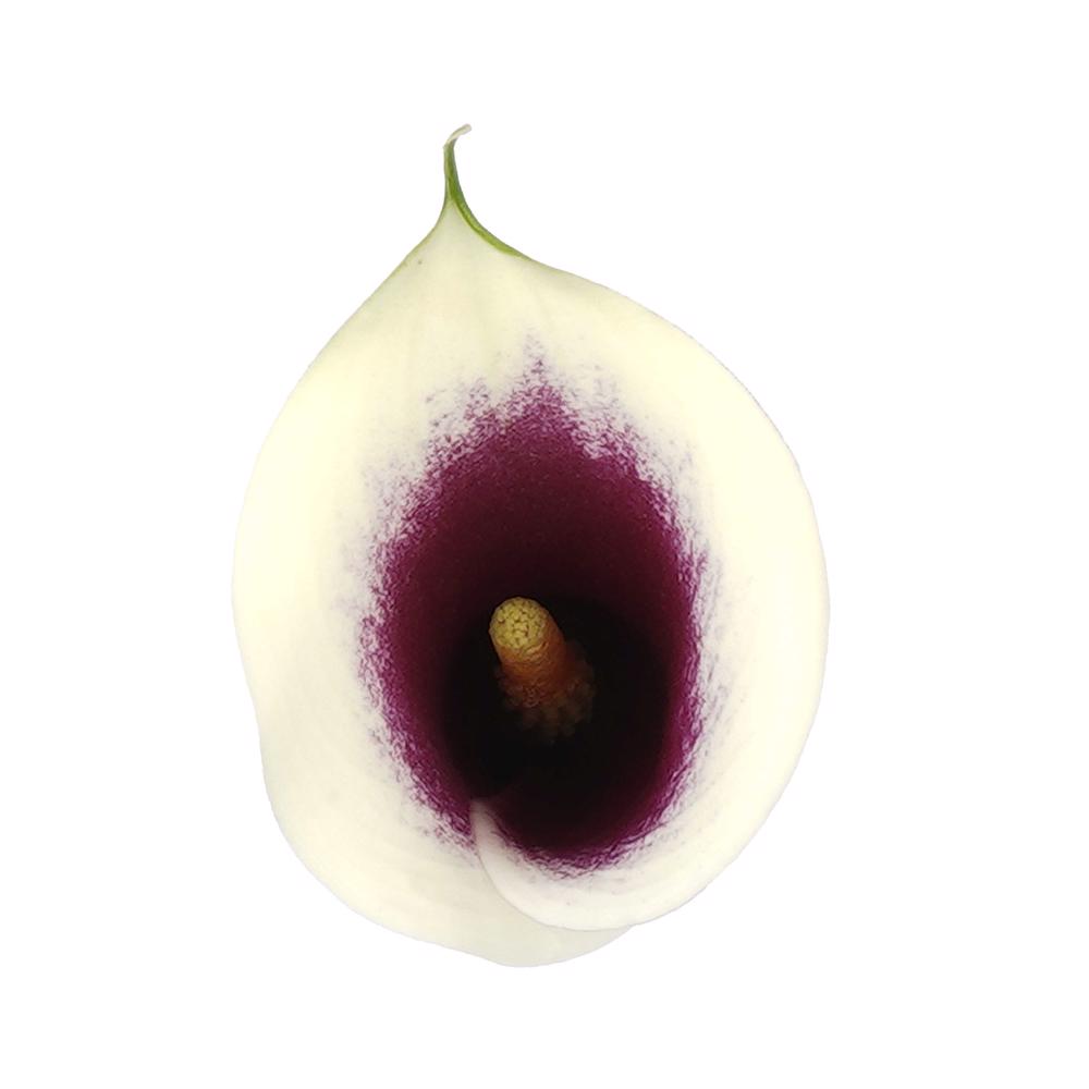 esmeralda-farms-mini-calla-lily-picasso-4