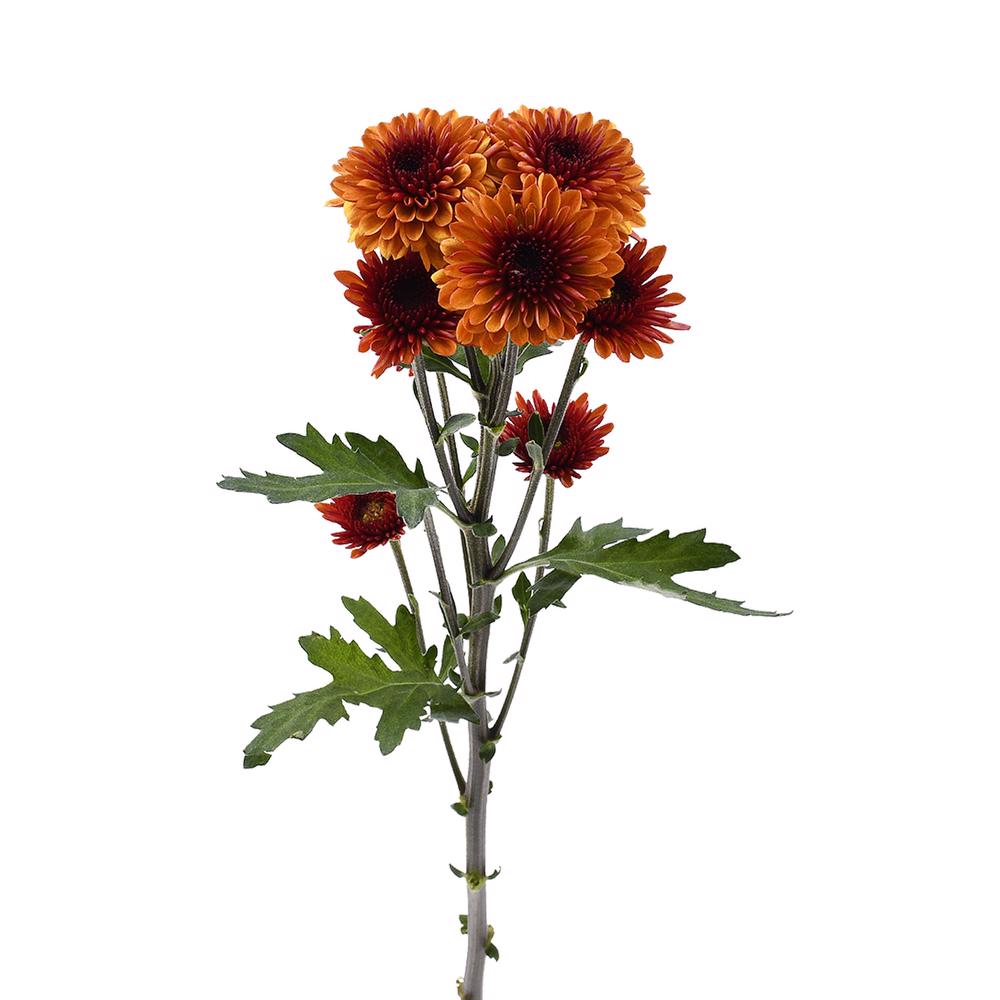 esmeralda-farms-pompon-button-lexy-4