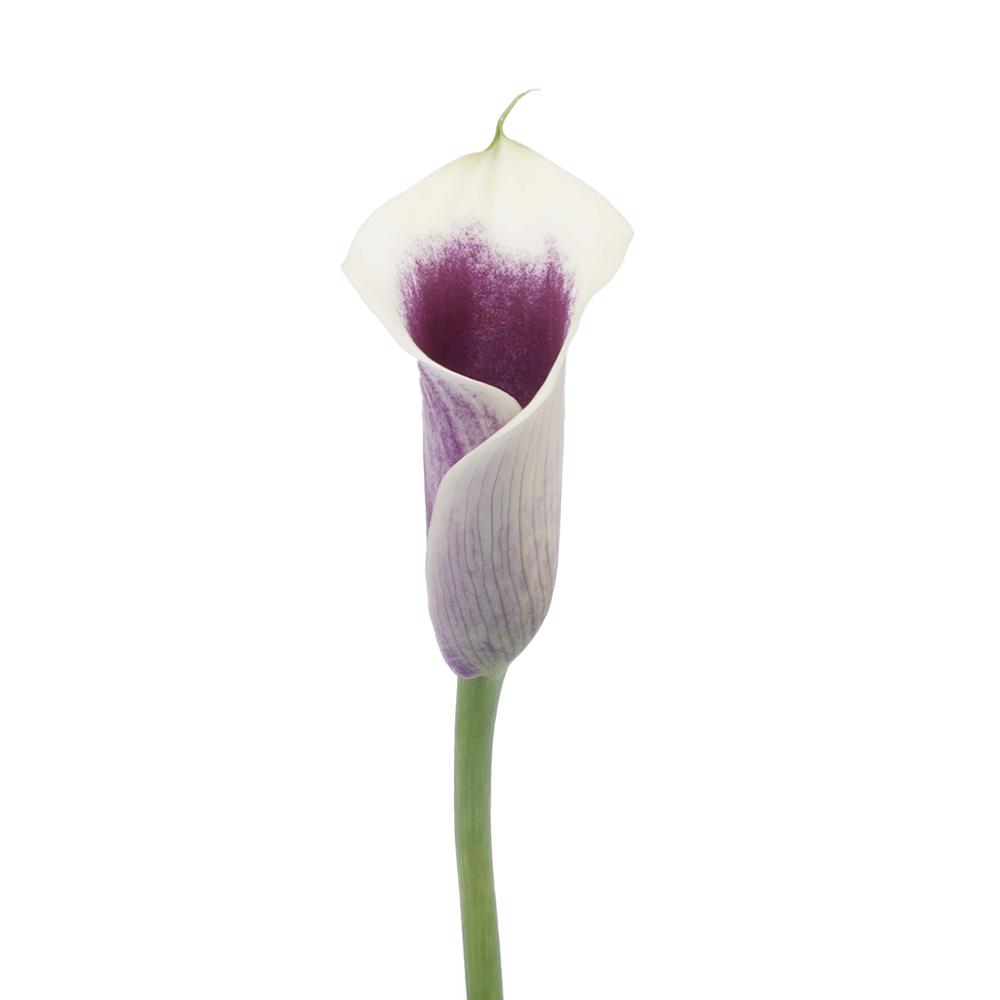 esmeralda-farms-mini-calla-lily-picasso-3