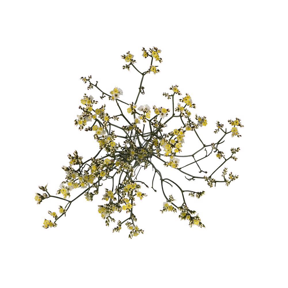 esmeralda-farms-limonium-activa-white-5