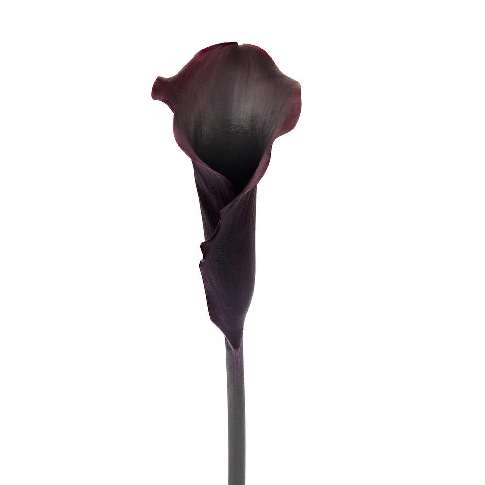 esmeralda-farms-mini-calla-lily-black-velvet-3