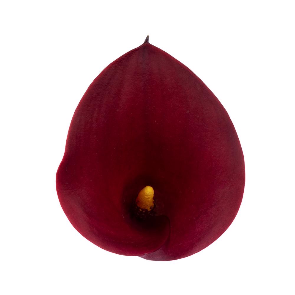 esmeralda-farms-calla-lily-cherry-love-top