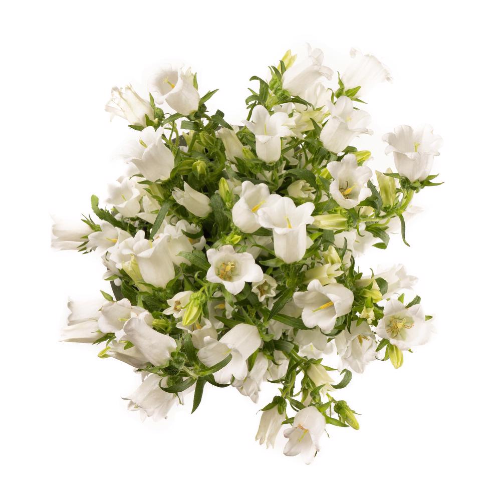 esmeralda-campanula-champion-white