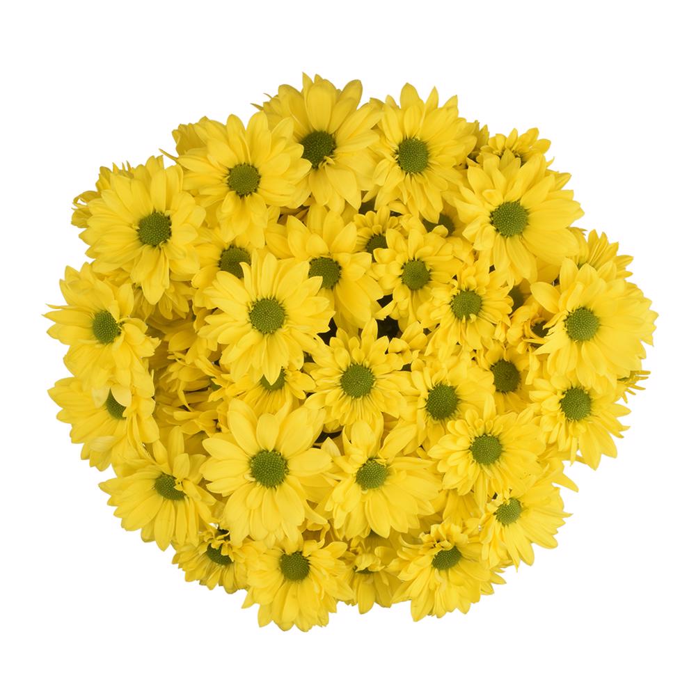 √esmeralda-farms-pompon-daisy-vibe-3