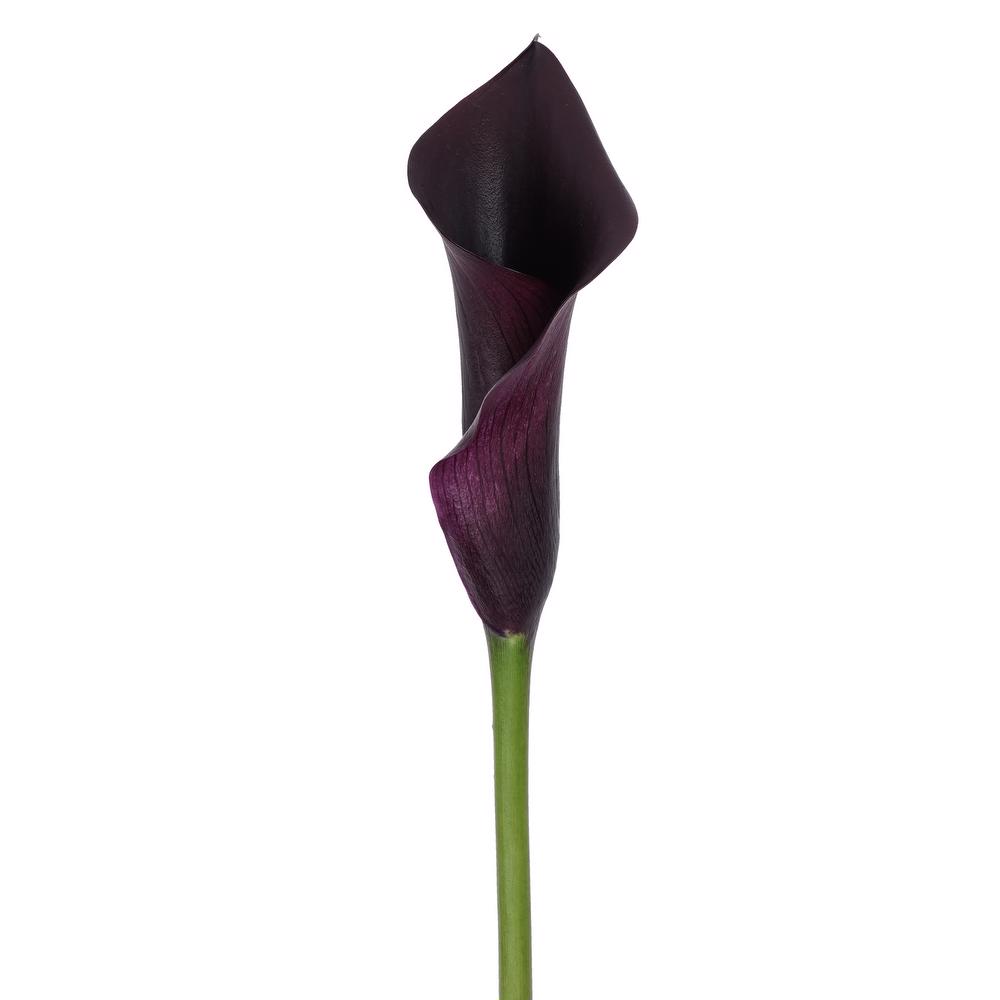 esmeralda-farms-calla-lily-e607-side