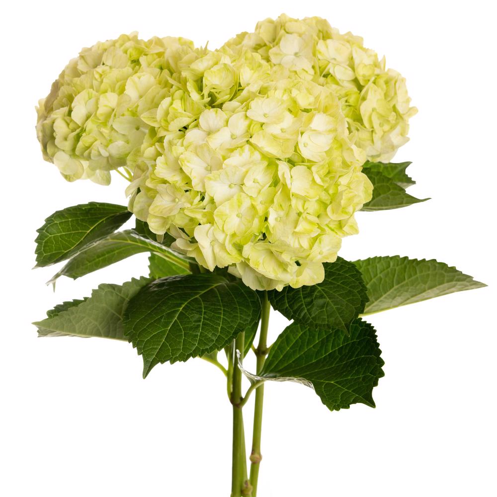 esmeralda-hydrangea-premium-green-mojito