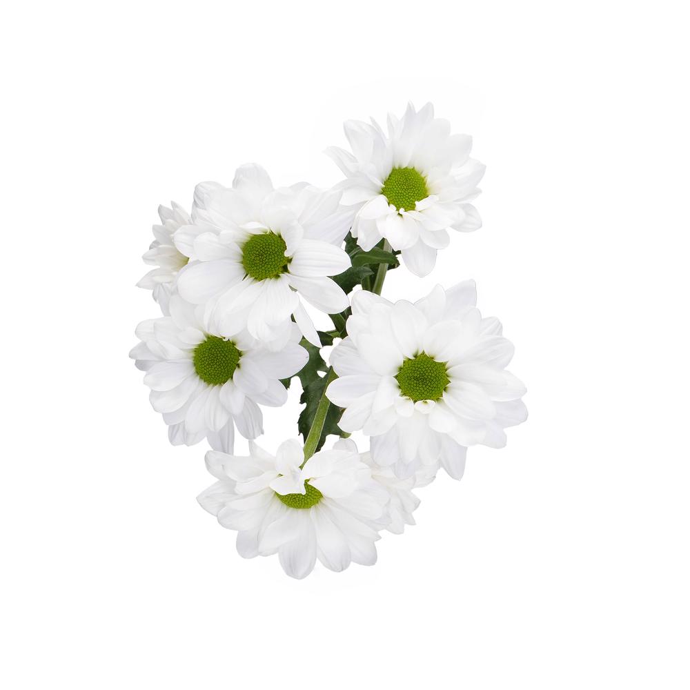 esmeralda-farms-pompon-daisy-alma-white-5