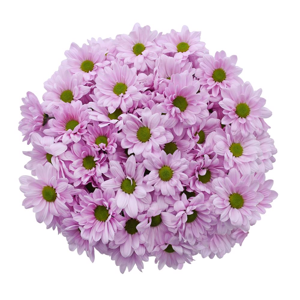 esmeralda-farms-pompon-daisy-alma-pink-3