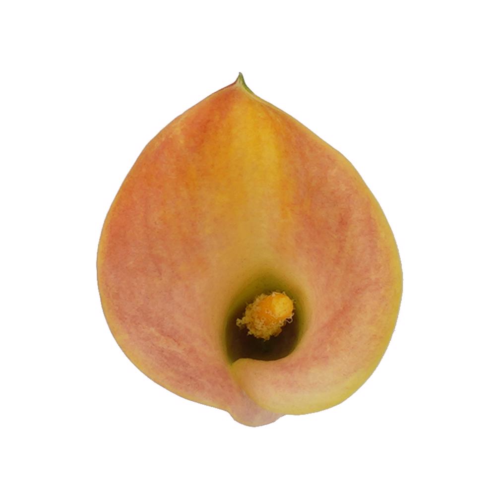 esmeralda-farms-mini-calla-lily-lady-marmalade-4