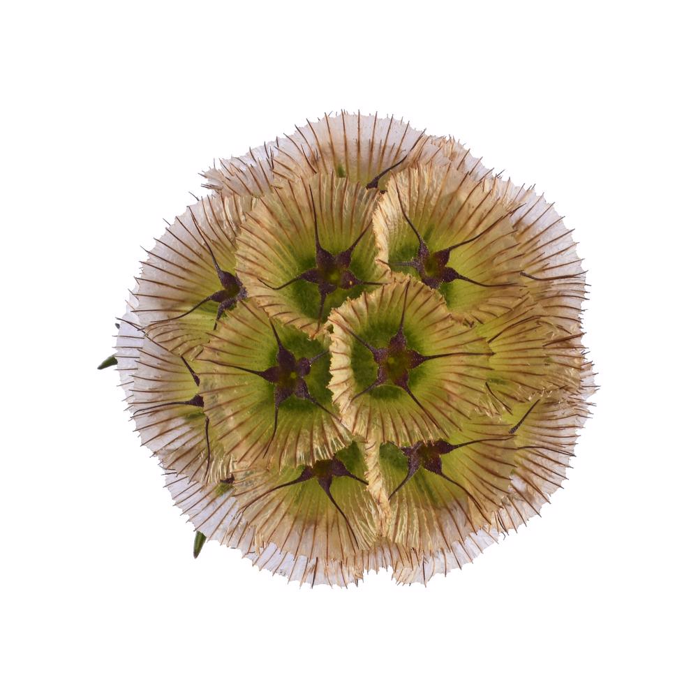 esmeralda-farms-scabiosa-stellata-pods-4