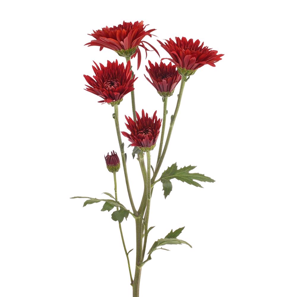 esmeralda-farms-pompon-cushion-rock-4