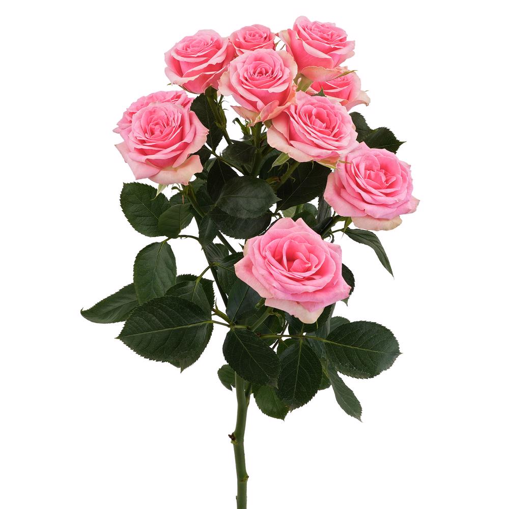 esmeralda-farms-spray-rose-brilliant-stars-bonbon