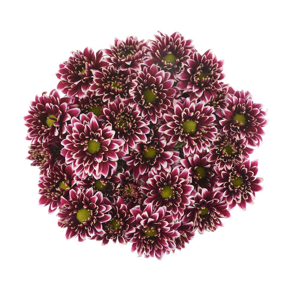 esmeralda-farms-pompon-novelty-amethyst-dark-3