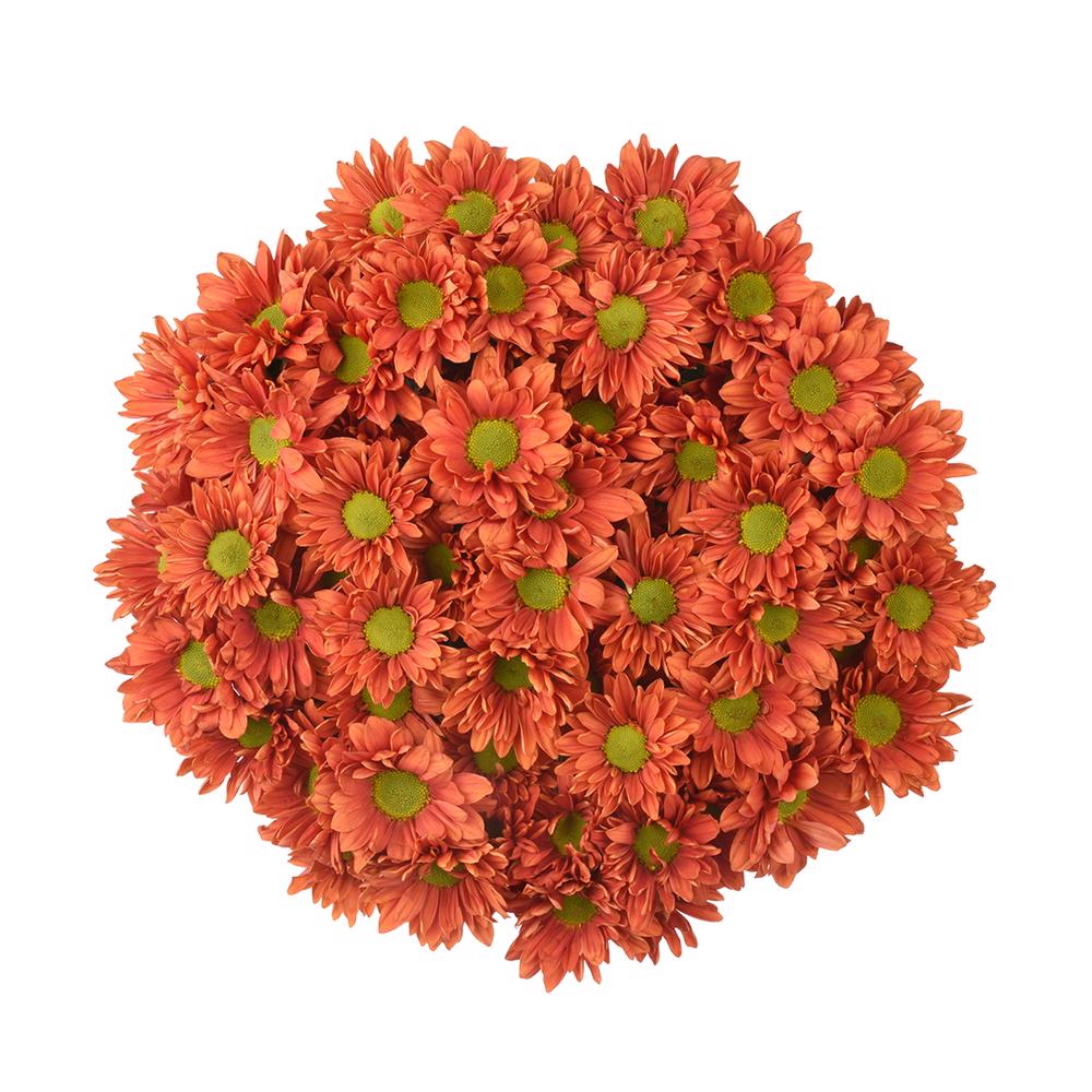 esmeralda-farms-pompon-daisy-harley-5