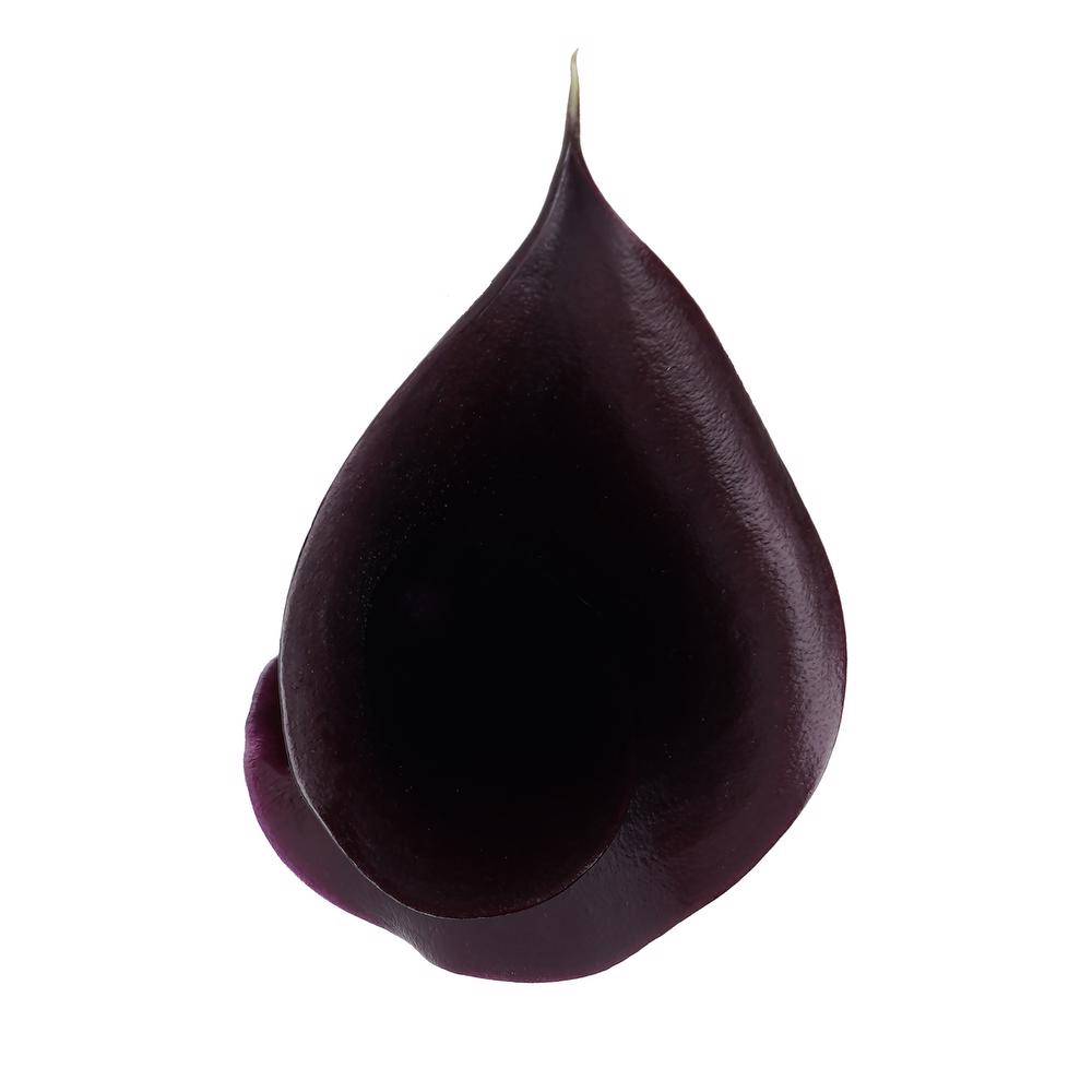 esmeralda-farms-calla-lily-e607-top