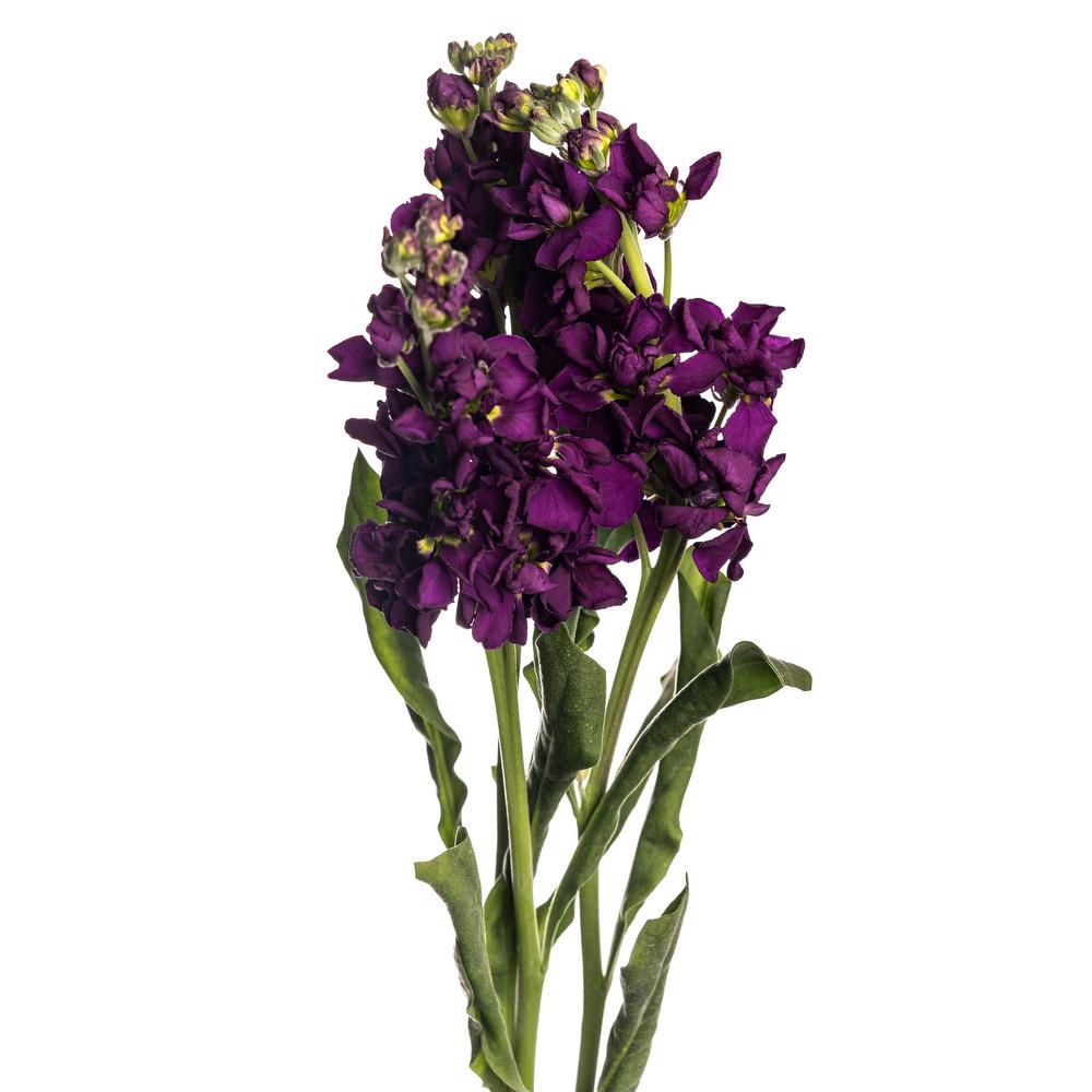 esmeralda-farms-stock-beauty-reddish-purple-carmine