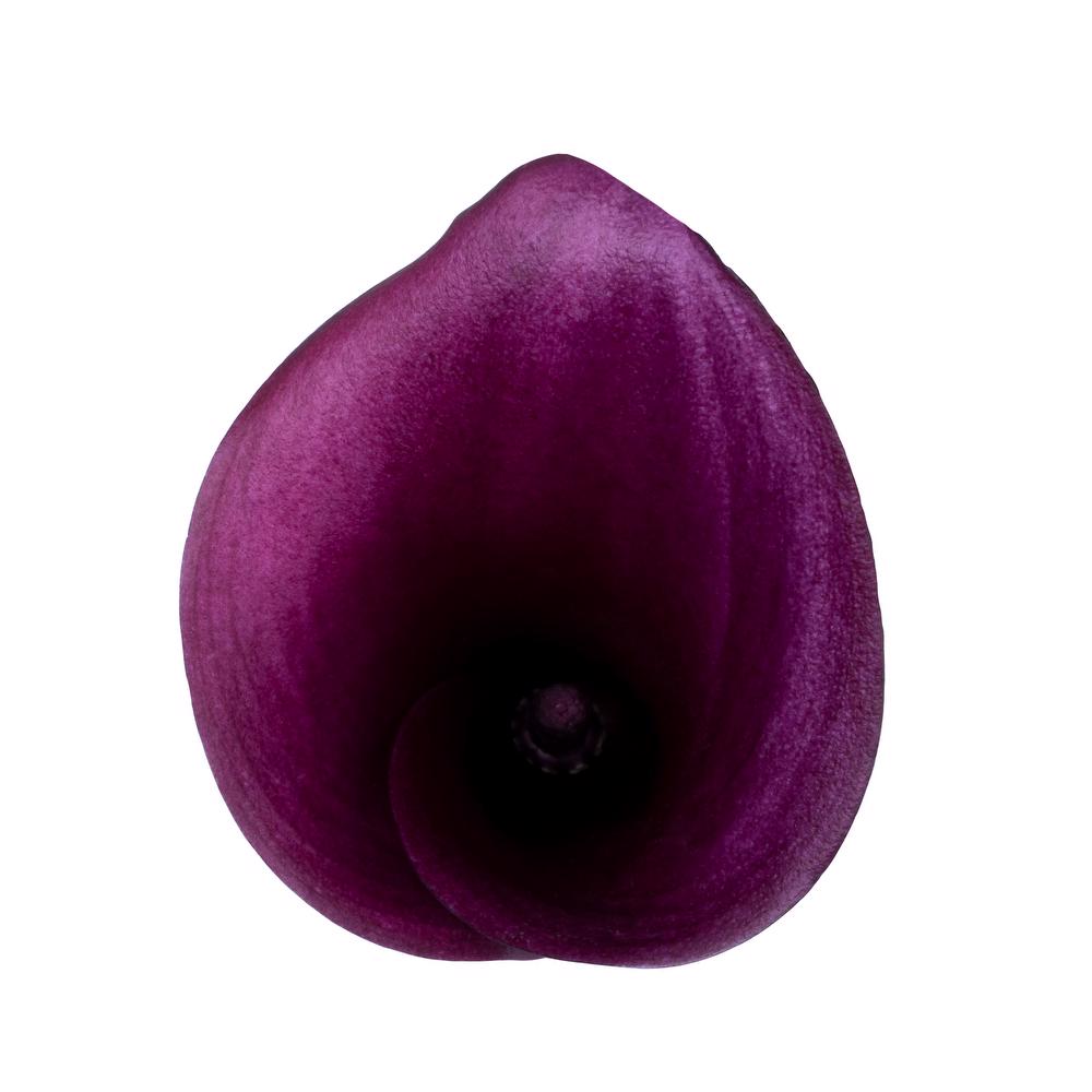 esmeralda-farms-calla-lily-paco-top