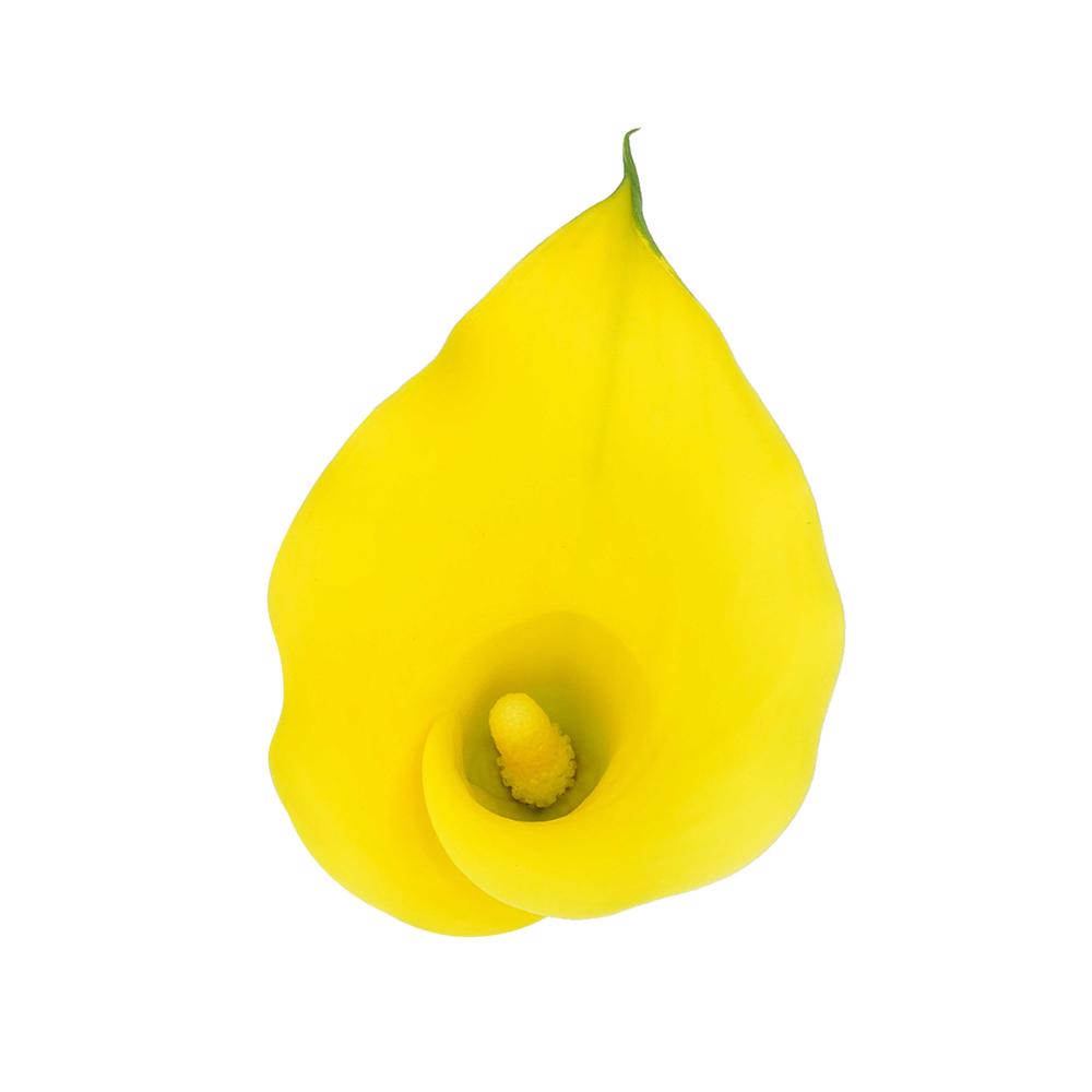 esmeralda-farms-mini-calla-lily-montecarlo-4