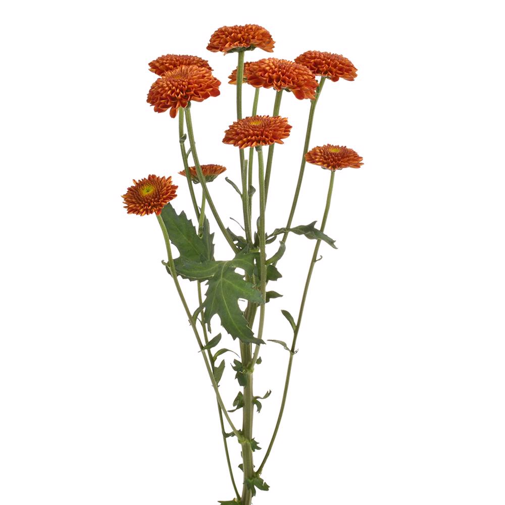 esmeralda-farms-pompon-button-tyrion-4