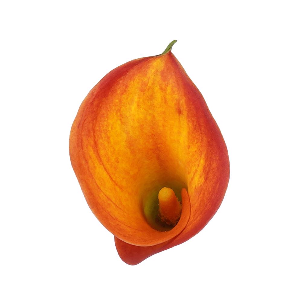 esmeralda-farms-mini-calla-lily-gran-paradiso-4