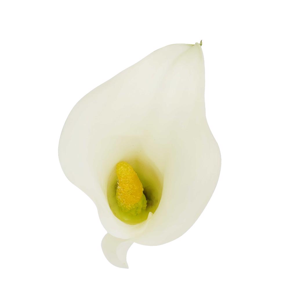 esmeralda-farms-mini-calla-lily-white-ideal-4