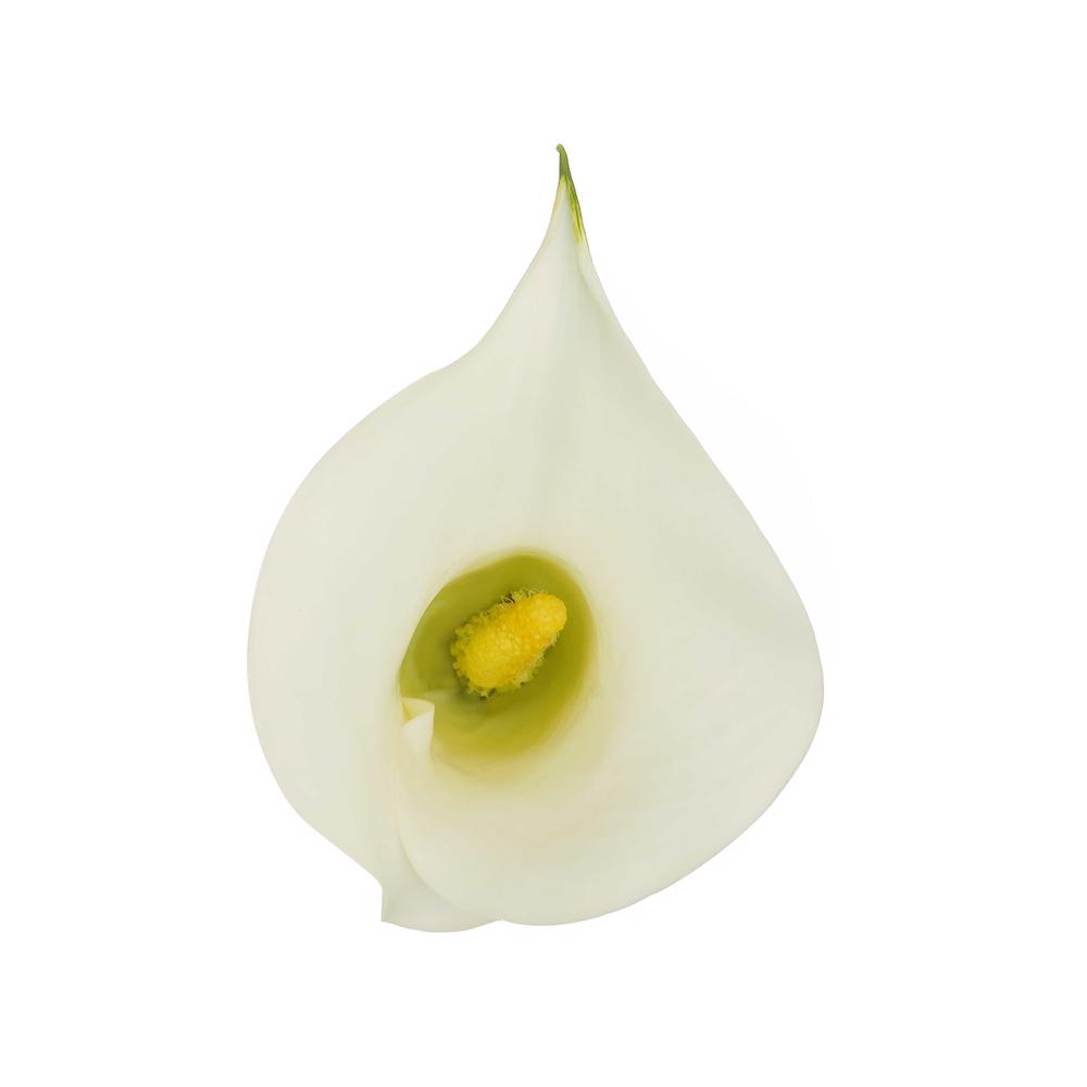 esmeralda-farms-mini-calla-lily-ventura-4