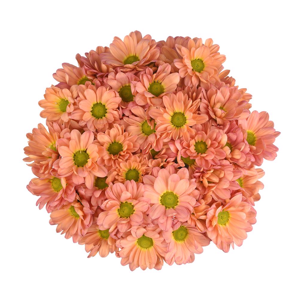 esmeralda-farms-pompon-daisy-tequila-sunrise-3