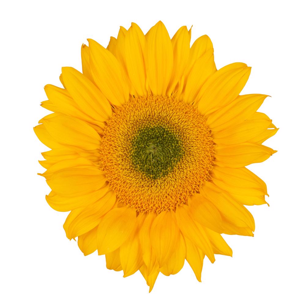 esmeralda-farms-sunflower-vincents-fresh