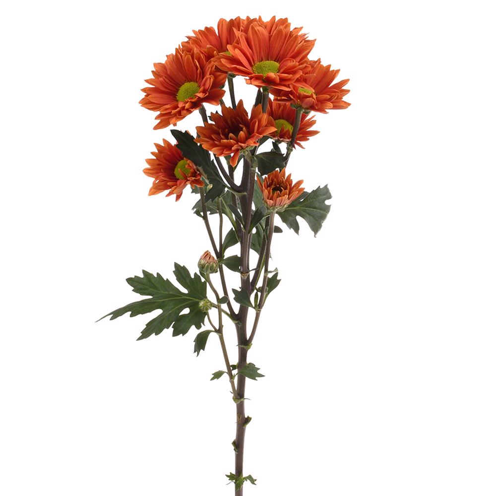 esmeralda-farms-pompon-daisy-harley-3