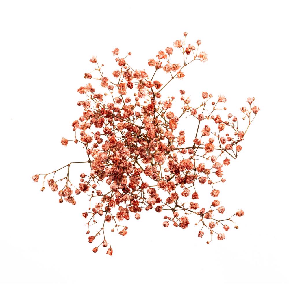 esmeralda-gypsophila-orange-painted