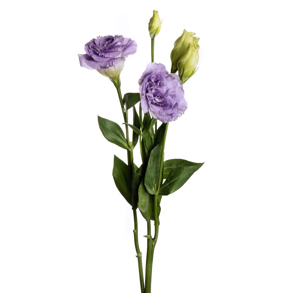 esmeralda-lisianthus-lavender