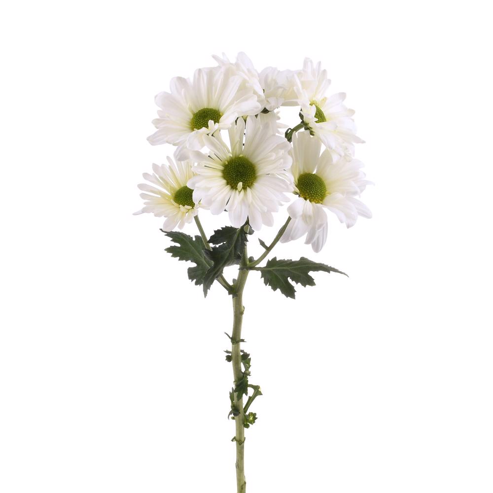 esmeralda-farms-pompon-daisy-atlantis-white-4