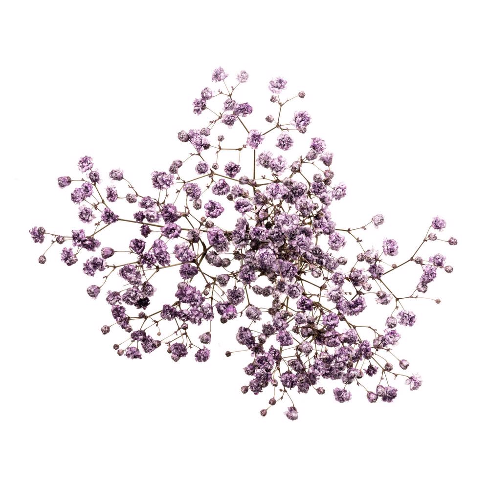 esmeralda-gypsophila-purple-painted