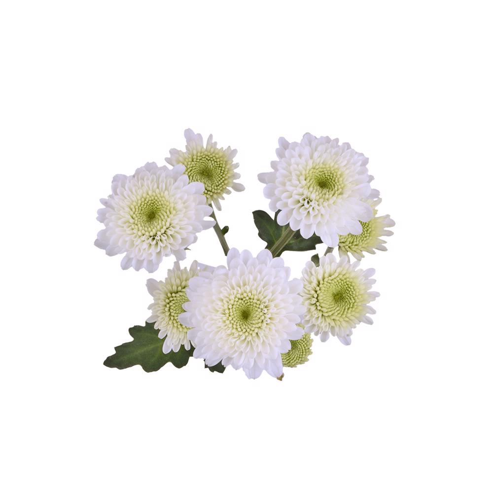 esmeralda-farms-pompon-button-cloud-5