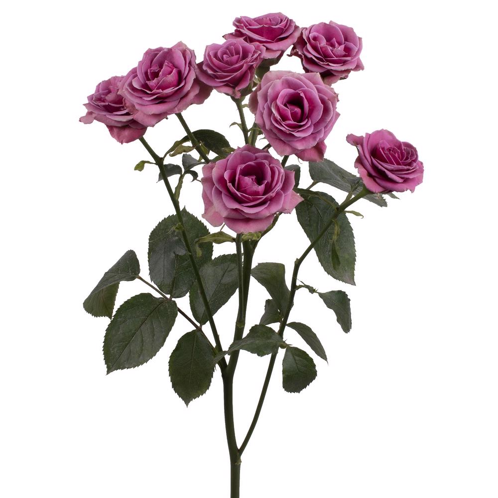 esmeralda-farms-spray-rose-brilliant-stars-cassiopeia-3