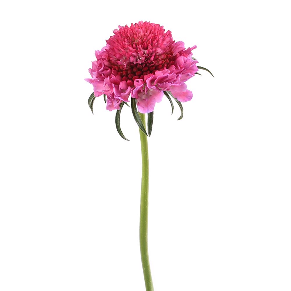 esmeralda-farms-scabiosa-lavender-hot-pink-3
